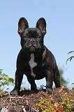 BOULEDOGUE FRANCAIS 025
